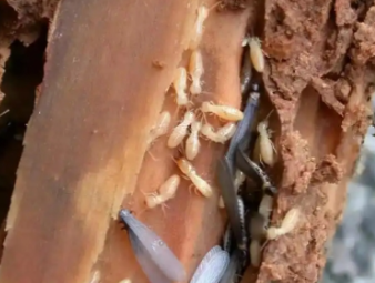 滨海白蚁防治公司分享白蚁监测控制系统，长效防虫核心技术